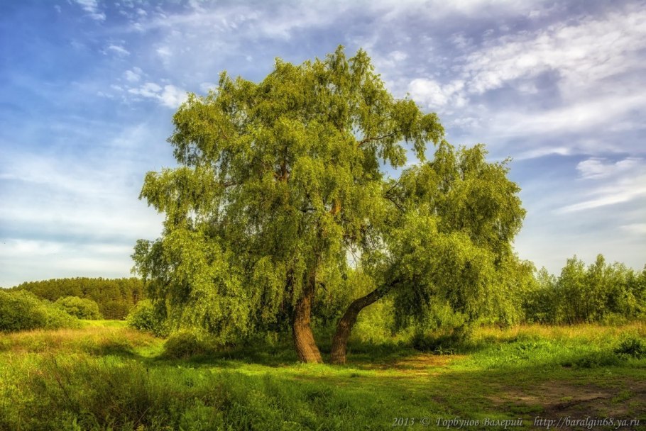 Ива Вавилонская плакучая