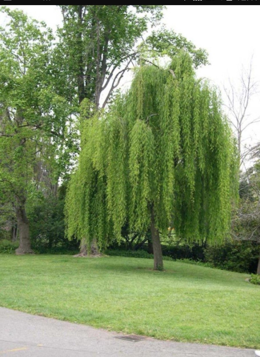 Плакучая Ива дерево