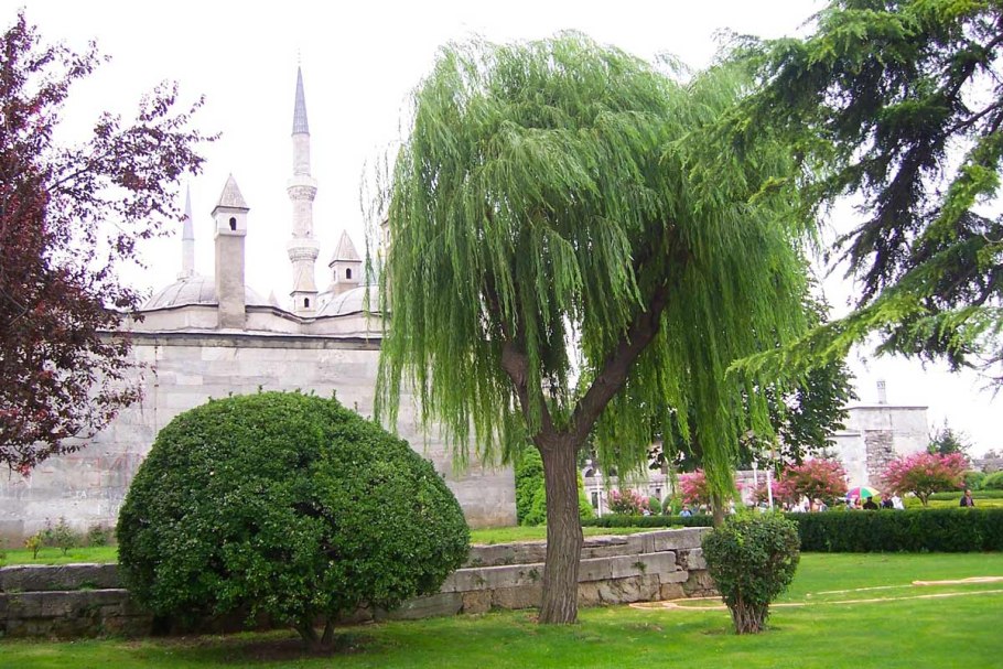 Ива пурпурная Пендула