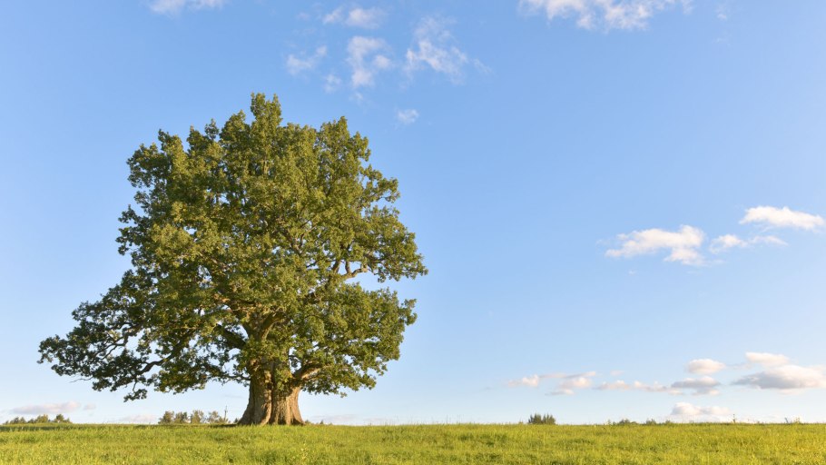 Лиепусальский дуб