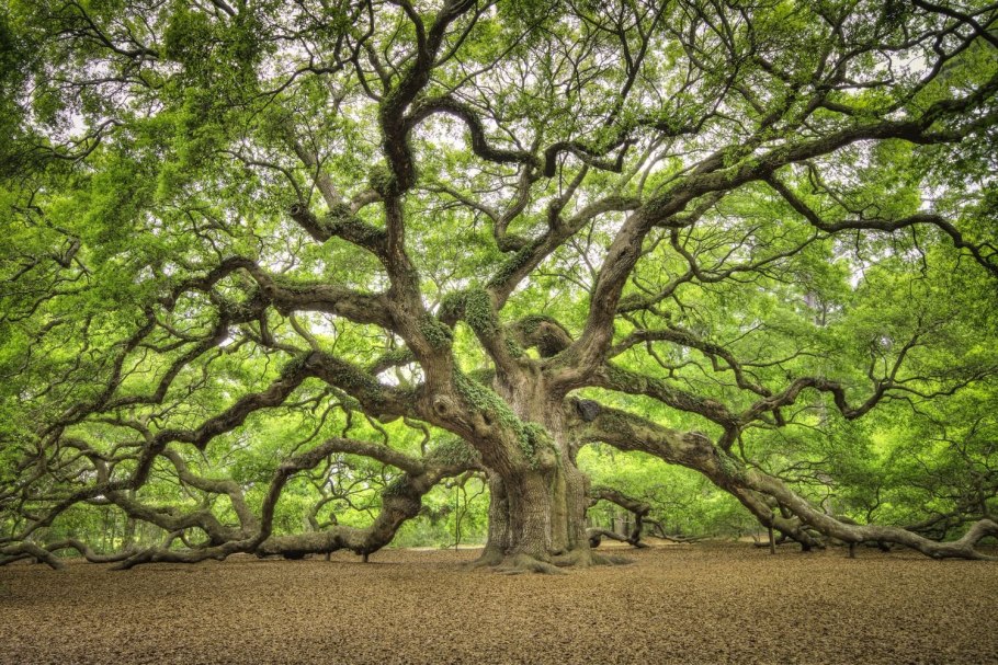 Дерево с большими ветками