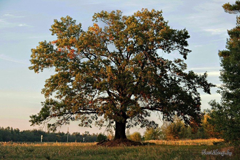Раскидистое дерево дуб