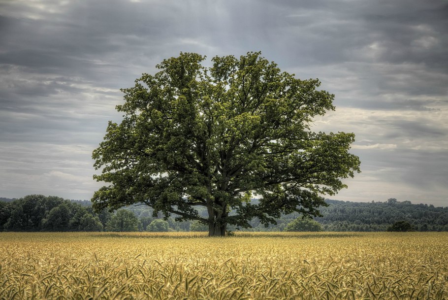 Красивый дуб