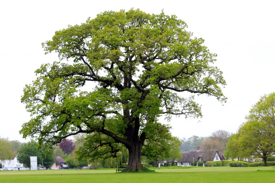 Дуб черешчатый крона