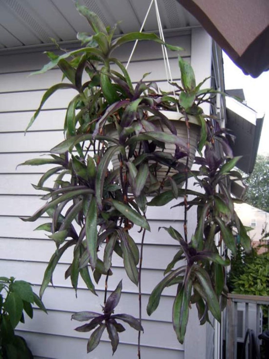 Каллизия душистая золотой ус