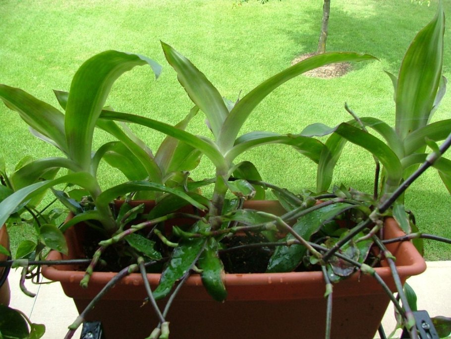 Каллизия душистая золотой ус