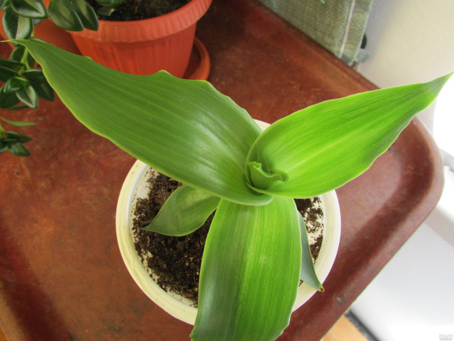 Каллизия душистая