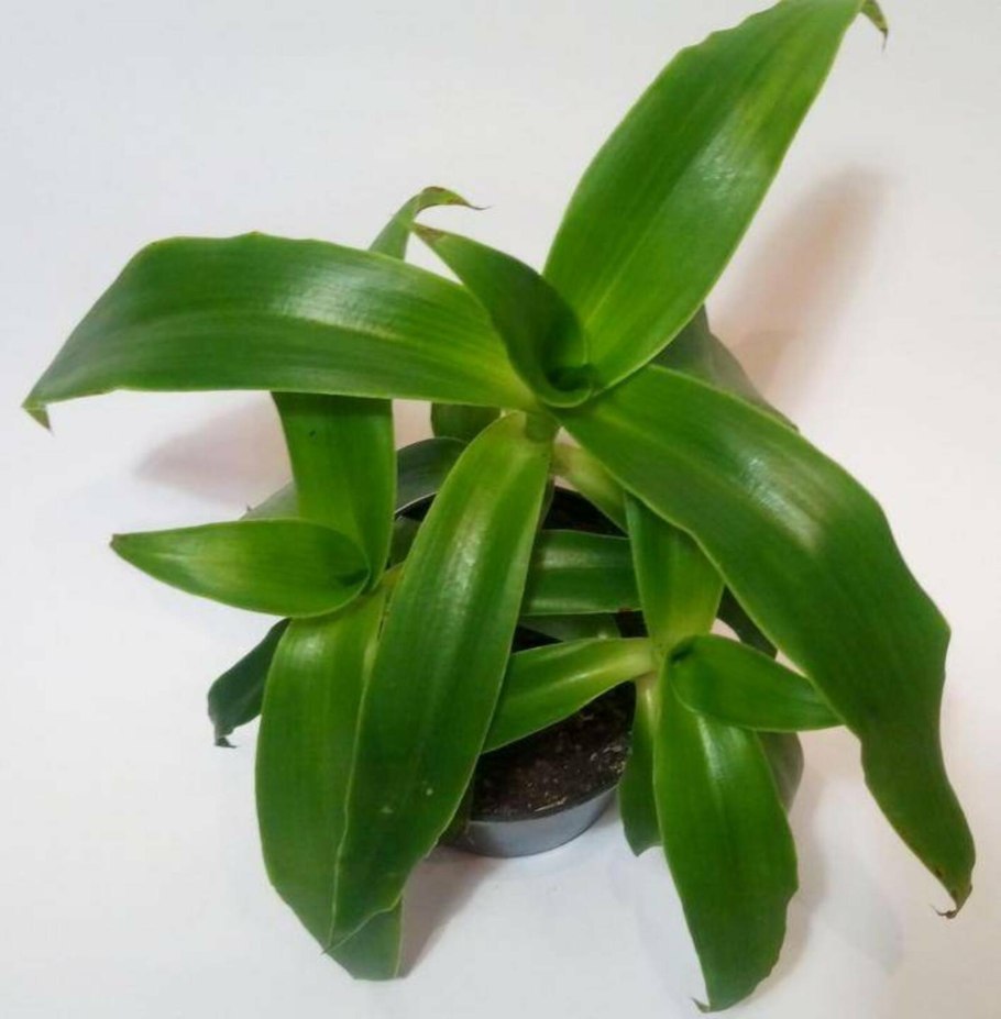 Каллизия золотой ус