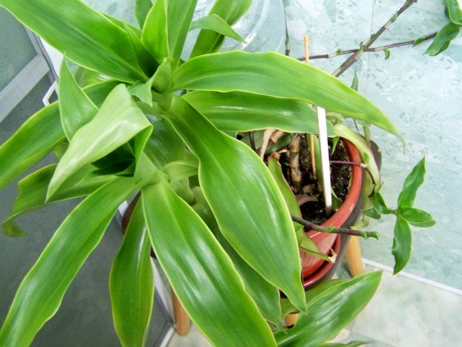 Каллизия душистая (золотой ус) Вариегата