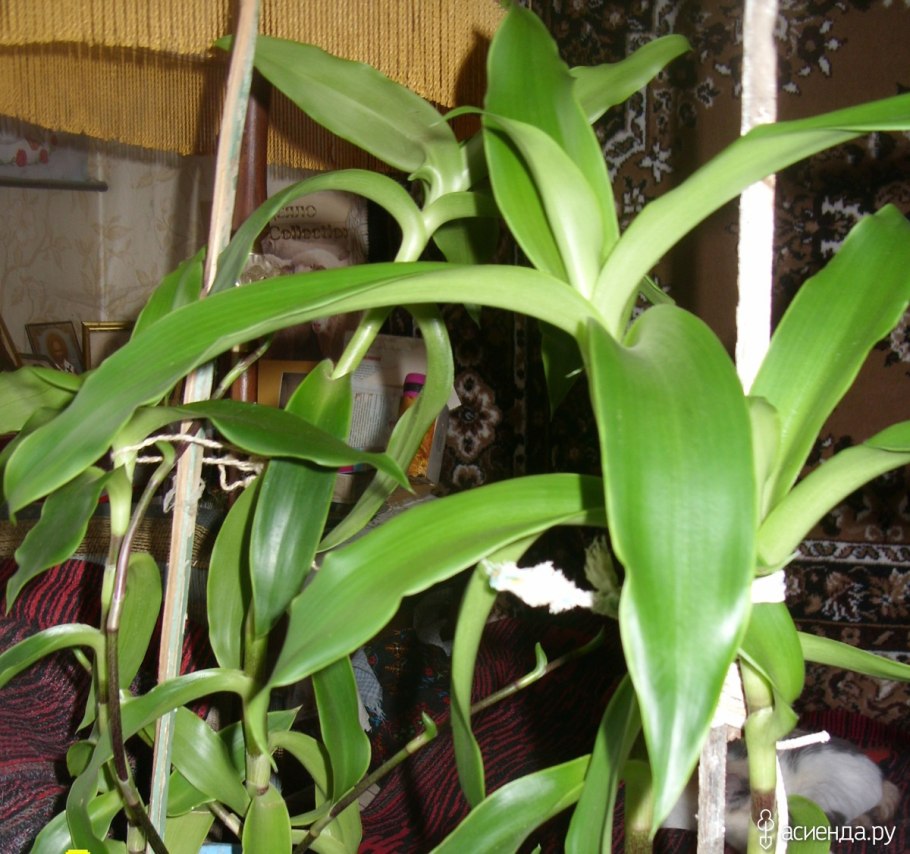 Золотой ус цветок