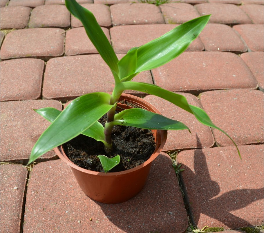 Каллизия золотой ус