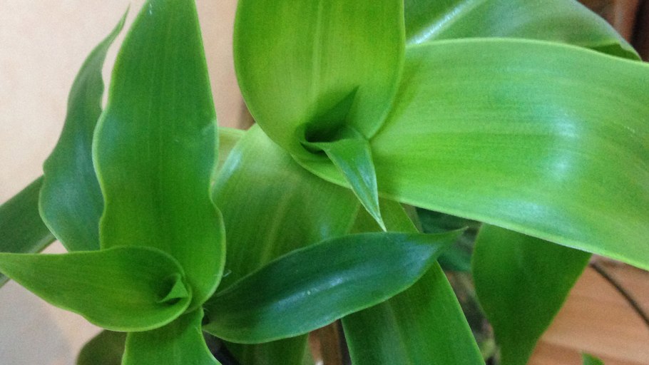 Цветок каллизия или золотой ус