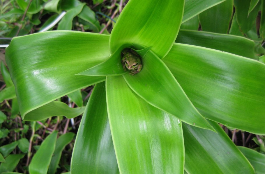 Каллизия душистая