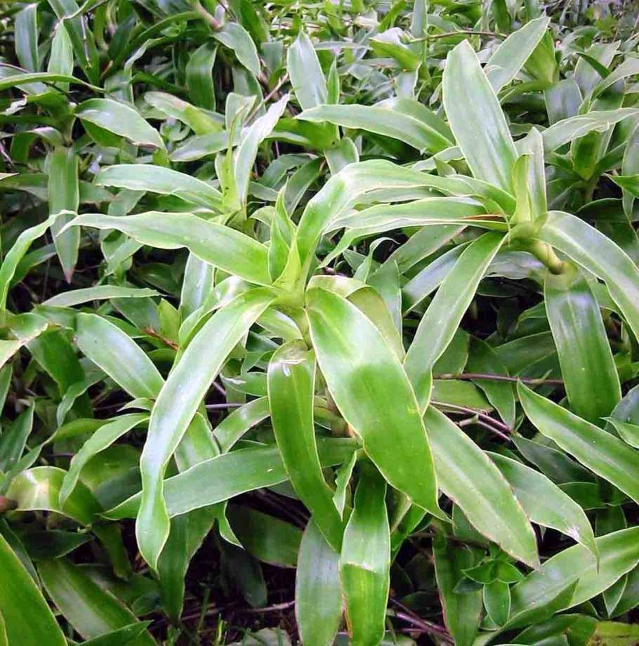 Белый ус растение