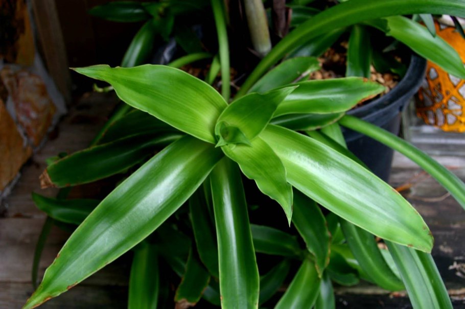 Традесканция золотой ус