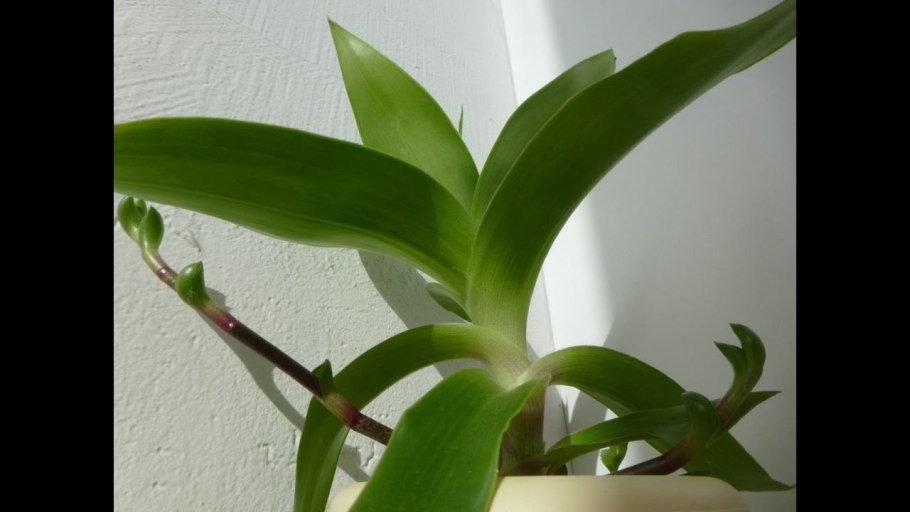 Каллизия душистая