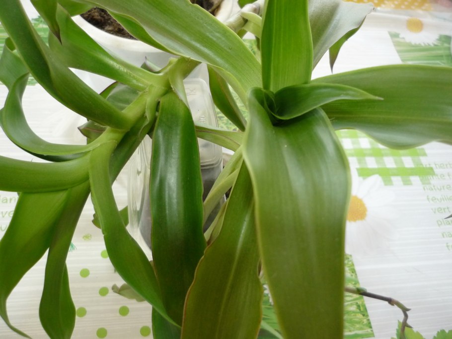 Золотой ус цветение