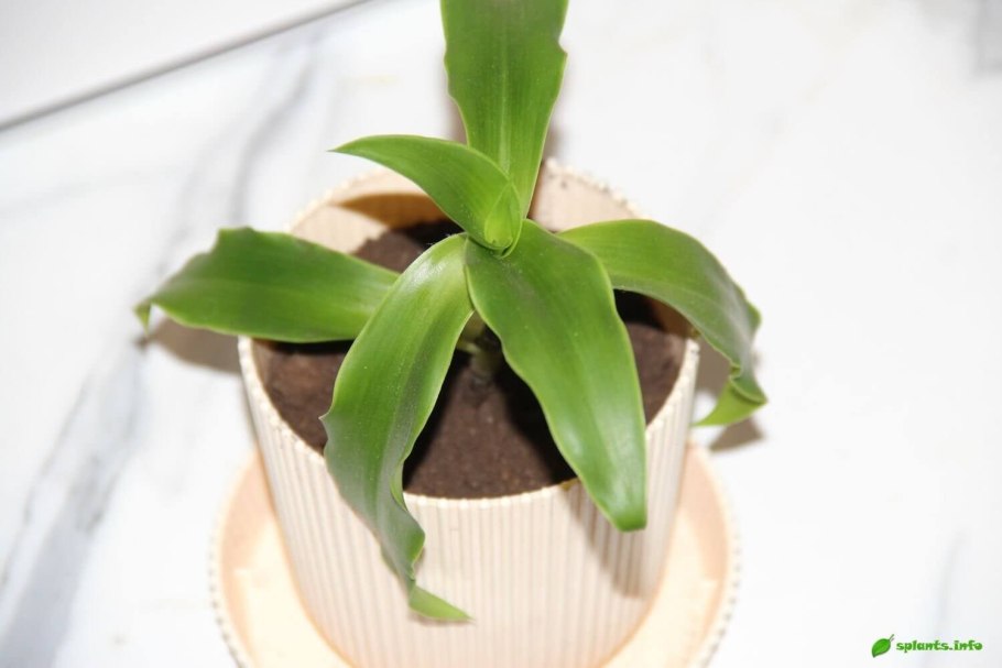 Каллизия золотой ус