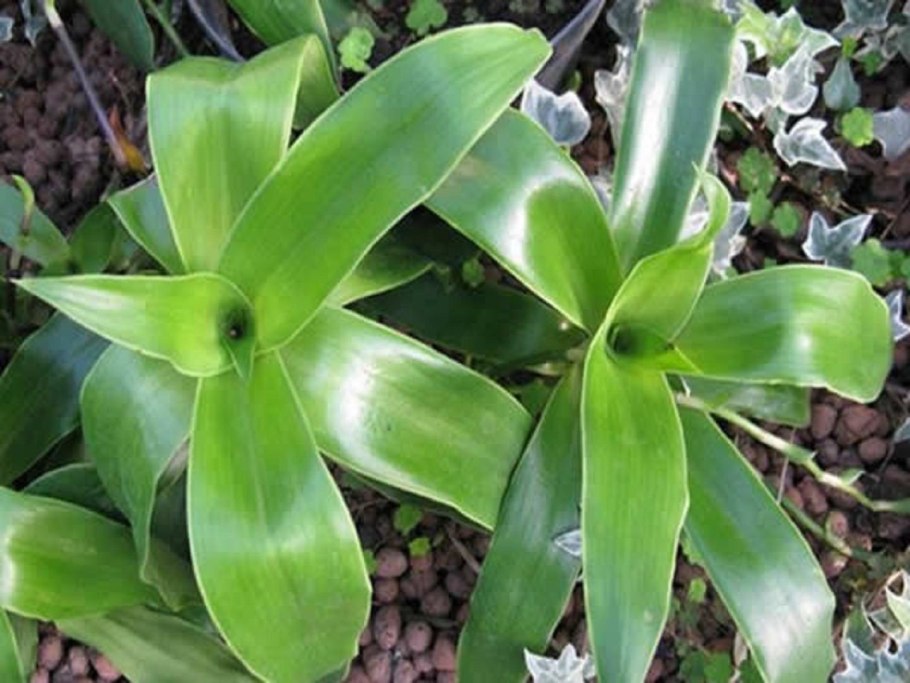 Каллизия душистая золотой ус