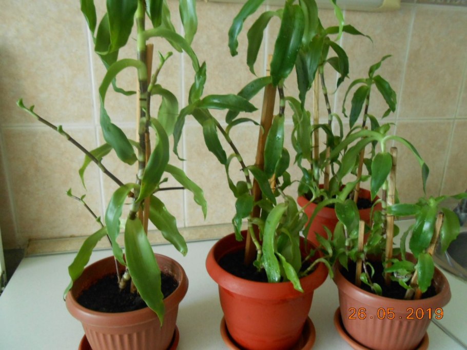 Фикус золотой ус