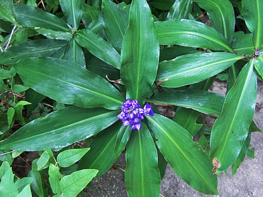 Дихоризандра букетоцветная