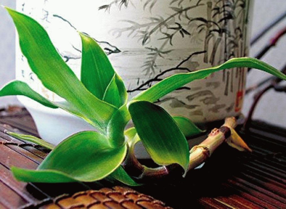 Каллизия золотой ус