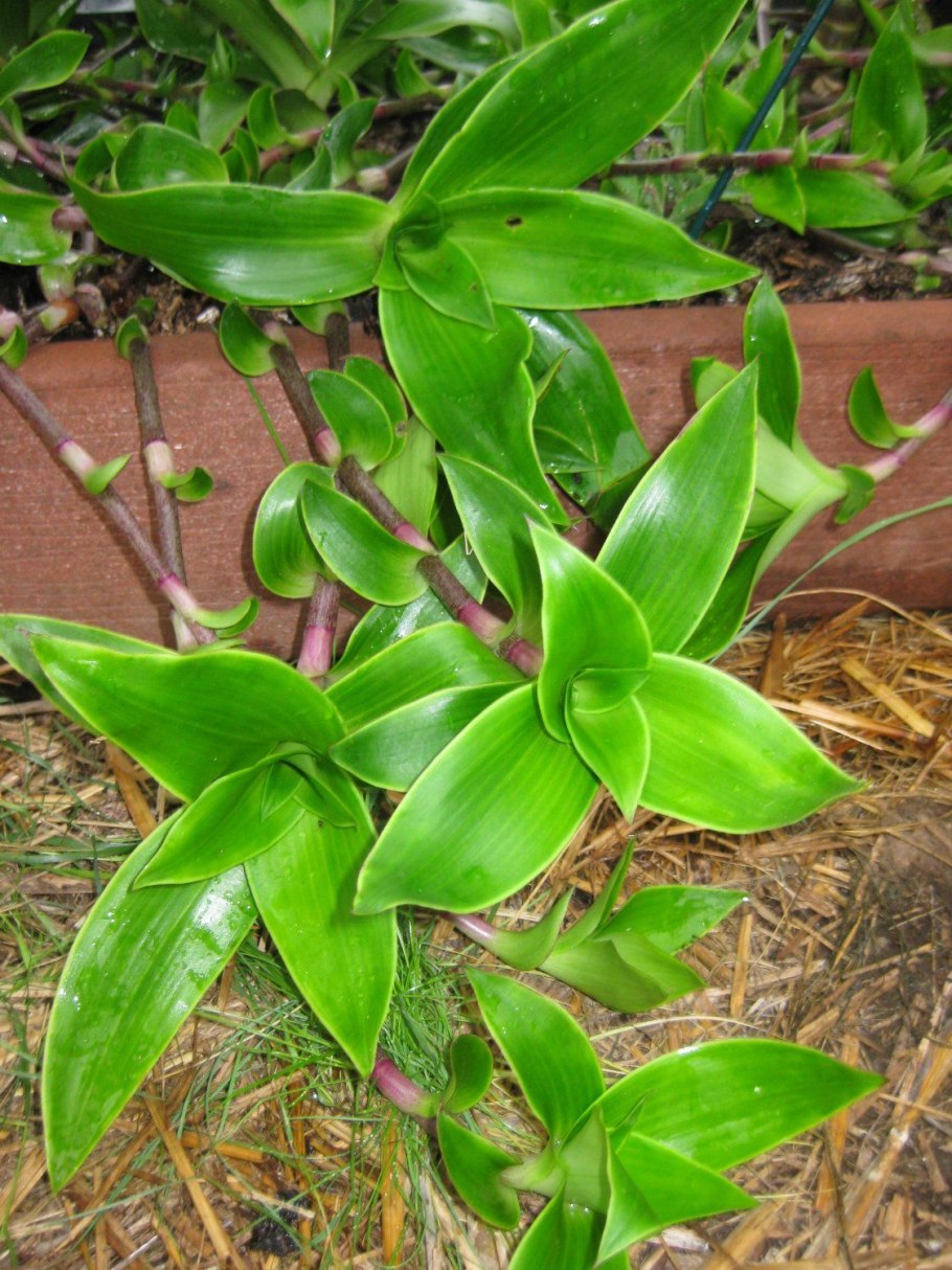 Каллизия золотой ус цветок