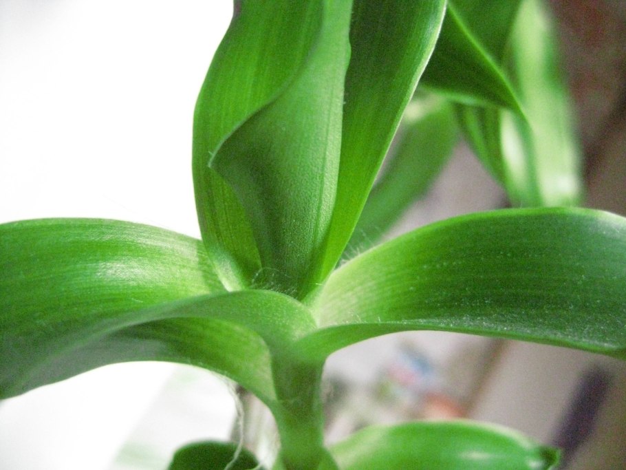 Каллизия золотой ус цветок