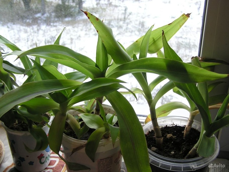 Золотой ус Родина