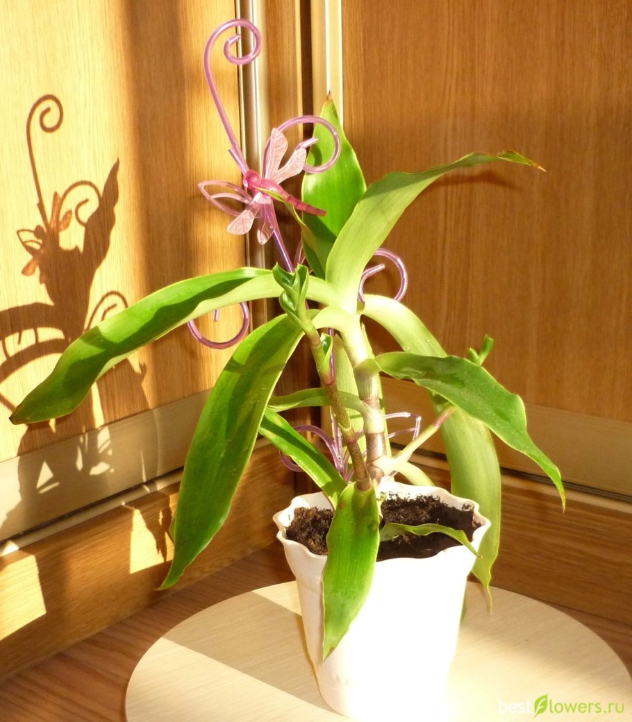 Золотой ус цветет