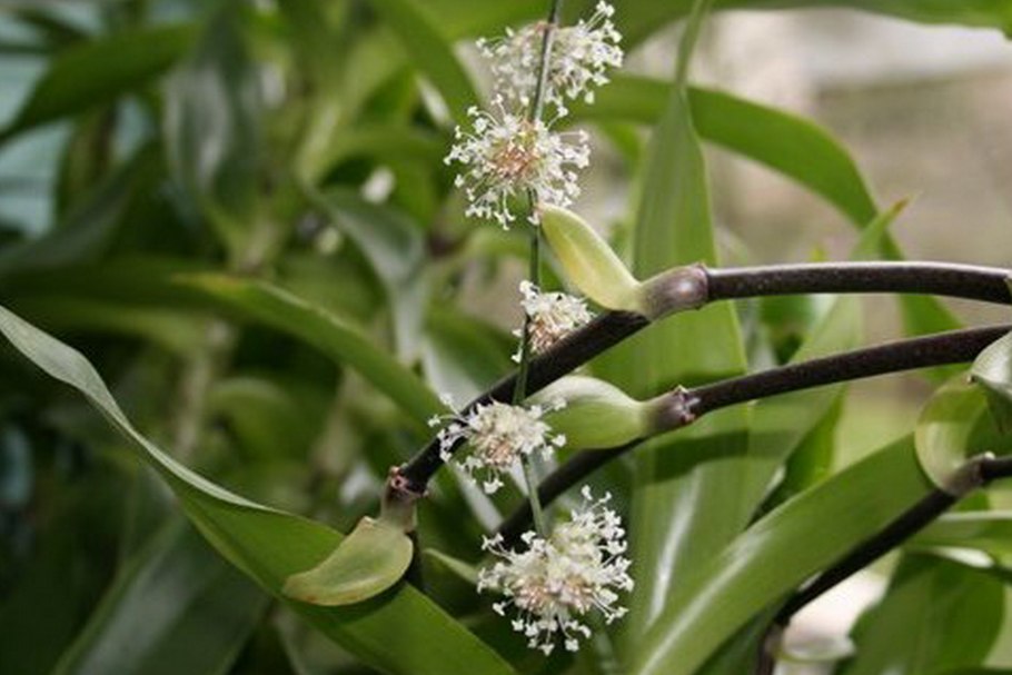 Золотой ус цветок