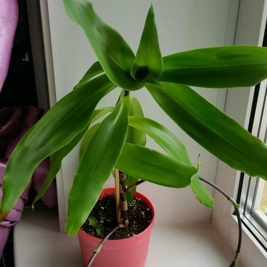 Каллизия золотой ус