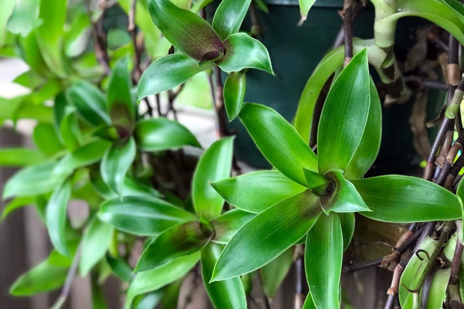 Каллизия душистая