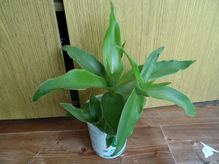 Каллизия душистая