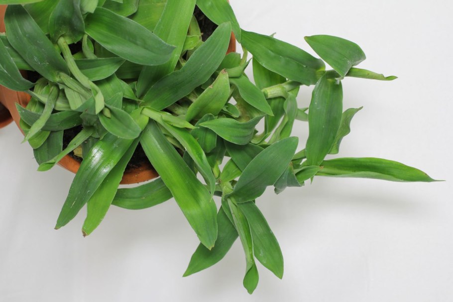 Мурданния лориформис