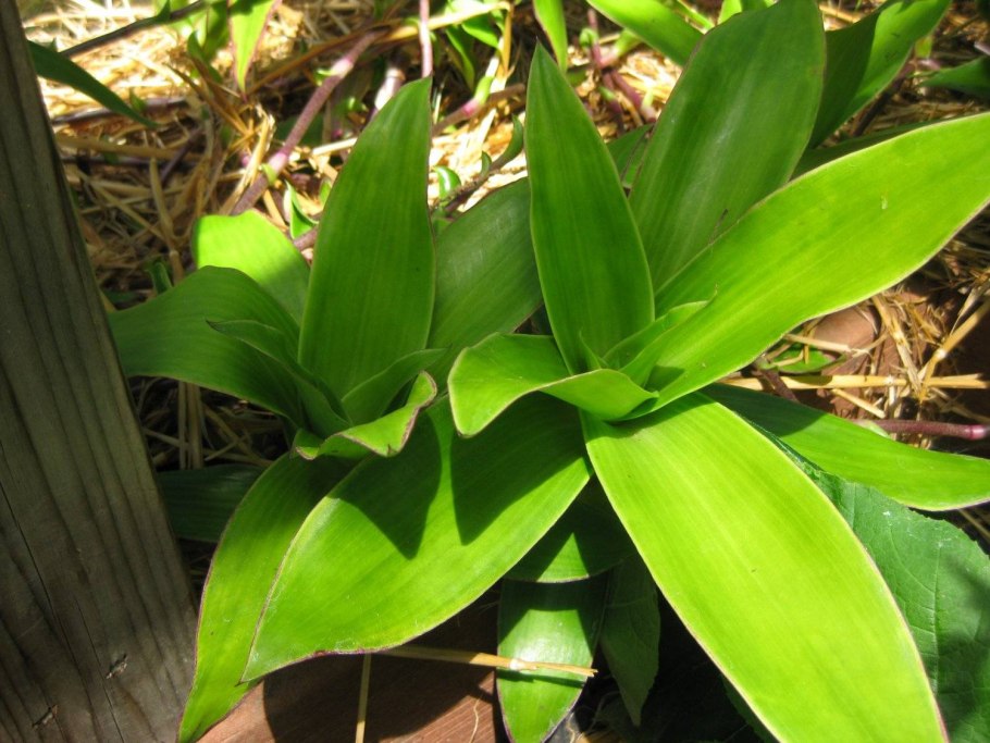 Каллизия золотой ус цветок