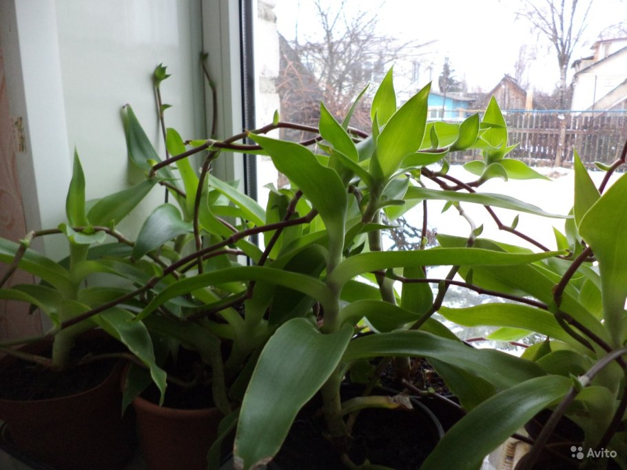 Каллизия золотой ус цветение