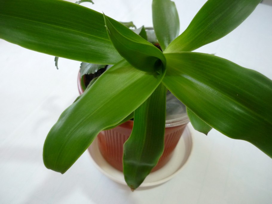 Каллизия душистая цветок