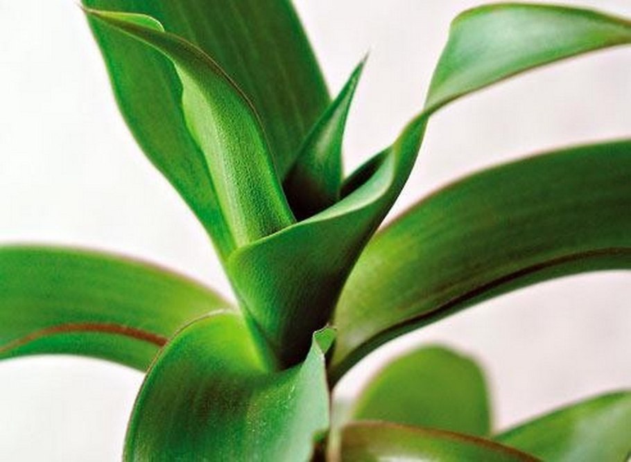 Золотой1 ус