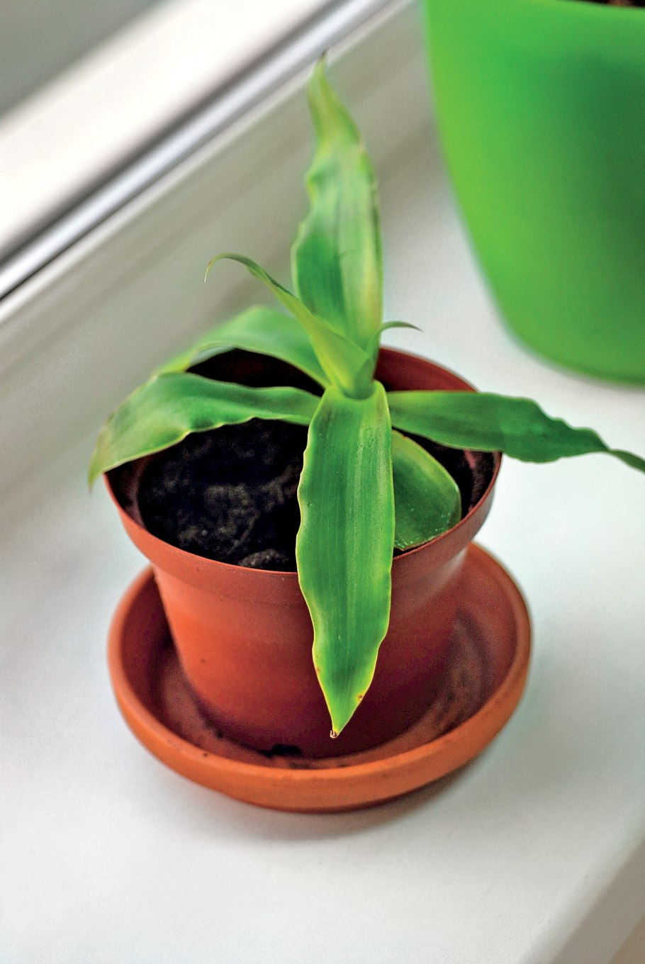 Каллизия золотой ус цветок