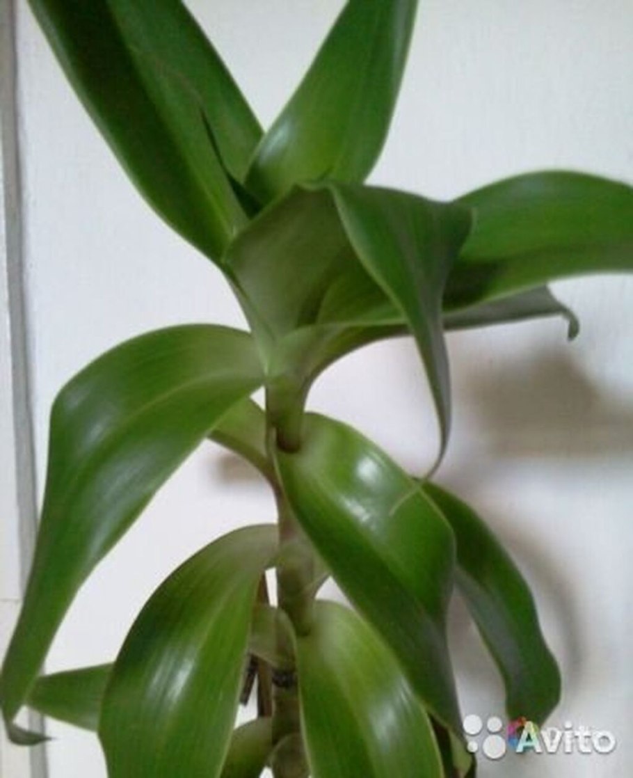 Каллизия душистая цветок