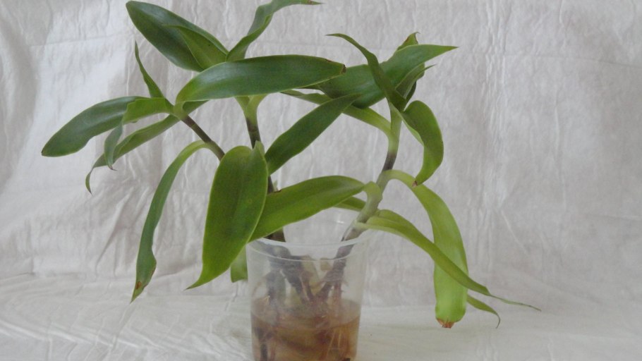 Золотой ус растение корни