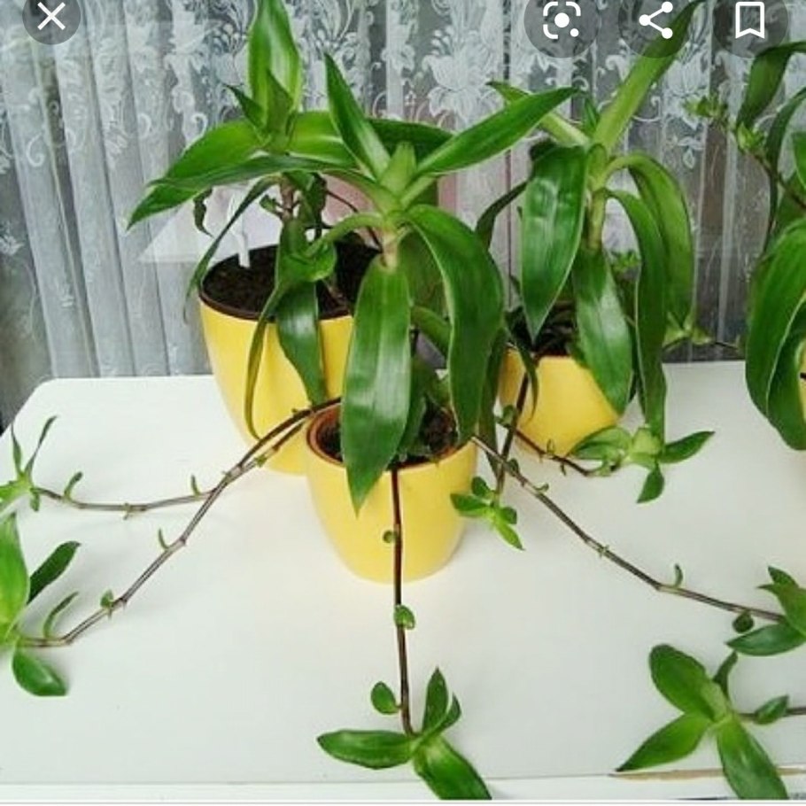 Живой волос растение