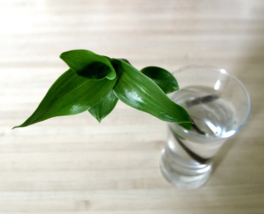 Золотой ус черенок