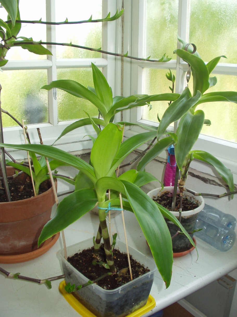 Цветок золотой ус лечебные