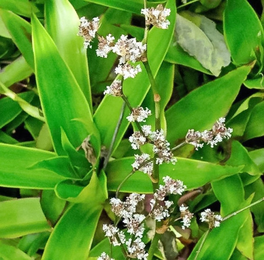 Каллизия душистая