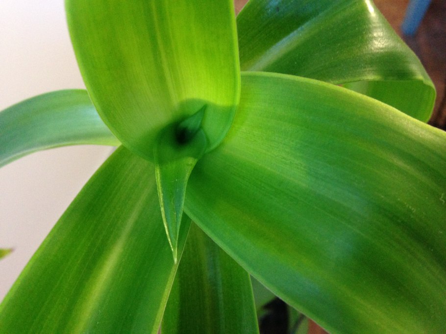 Каллизия золотой ус