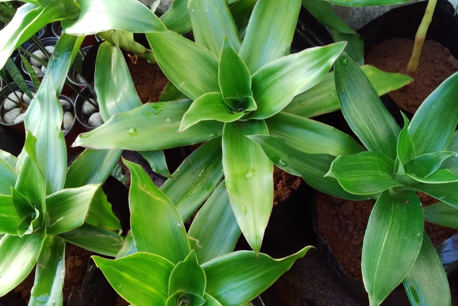 Каллизия душистая