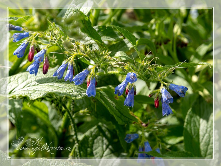 Окопник лекарственный и чернокорень