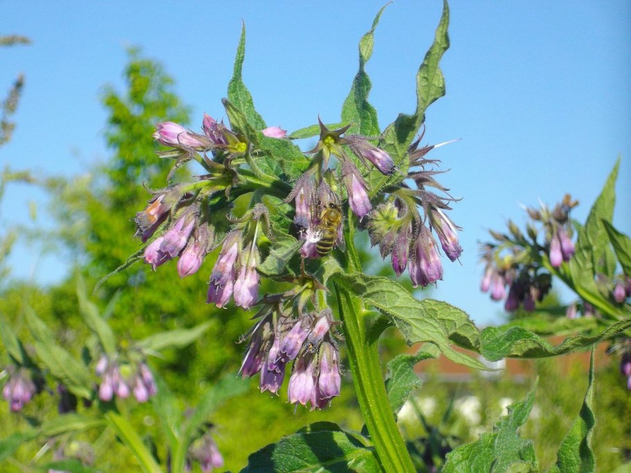 Symphytum officinale окопник